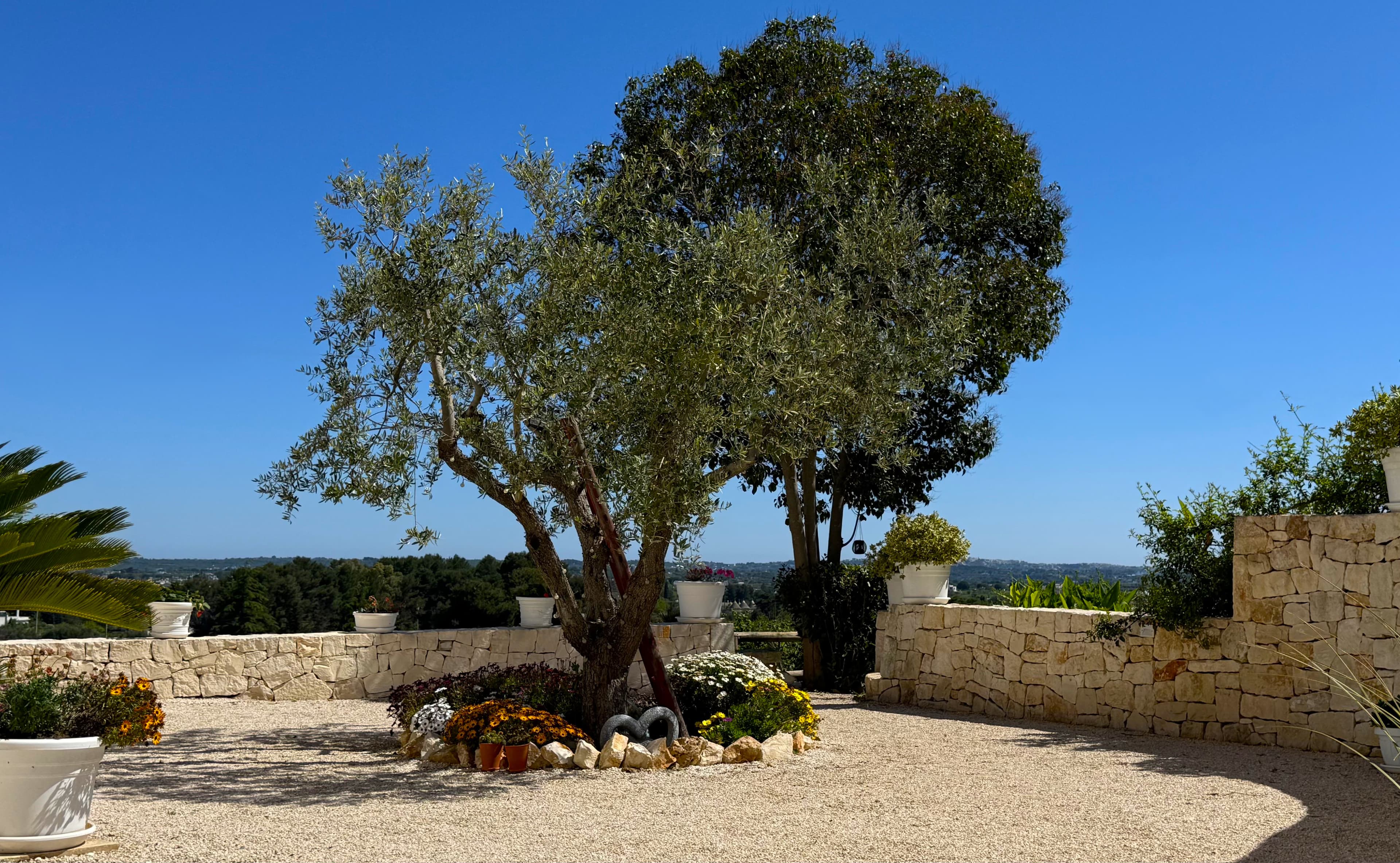 Olive grove at L'Ulivo Nascosto farmhouse at sunset